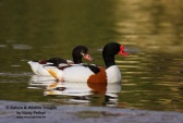 WildLife Photos of Birds, Geese, Ducks & others, Common Shelduck, Tadorna tadorna